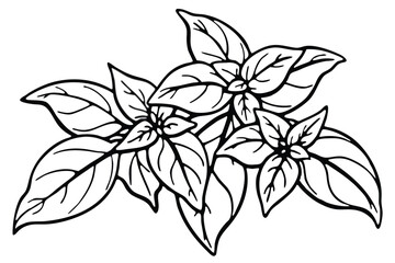 Thai Basil Vegetable Vector Illustration Isolated on White Background

