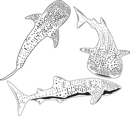 Whale Shark Outline, Ocean Animal, Marine Life