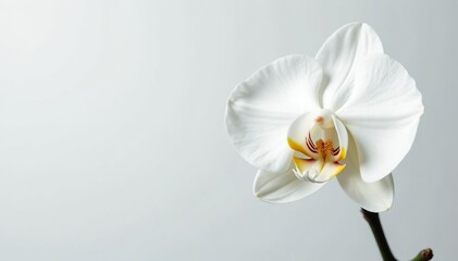 Delicate white orchid blossom on pure white backdrop, blossom, floral