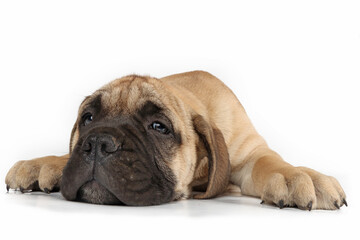 A tired-looking puppy lying flat on the floor in a funny pose, as if completely exhausted, isolated on a white background. The image is cute and humorous, perfect for lighthearted content