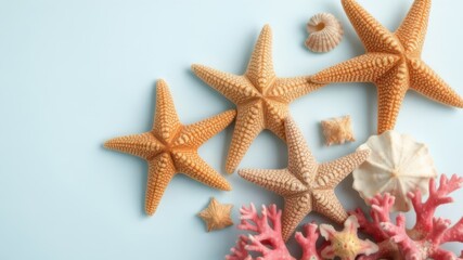 A collection of starfish, seas, and coral arranged on a light blue background creates a serene beach scene perfect for summer themed designs.