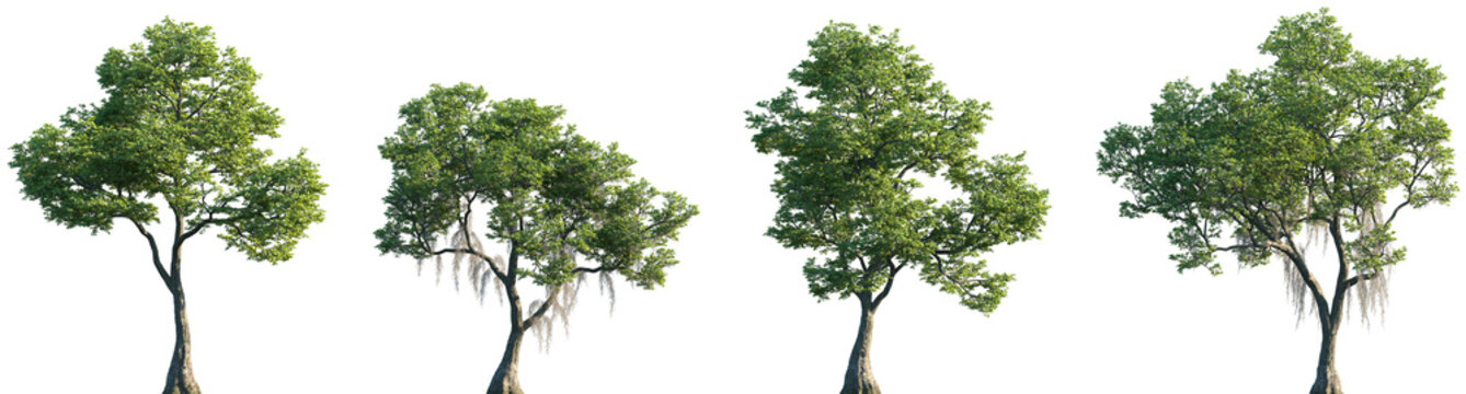 Set of Nyssa biflora (commonly referred to as the swamp tupelo, or swamp black-gum) isolated png in sunny daylight on a transparent background perfectly cutout