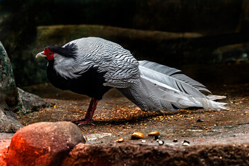 Fototapeta premium Silver pheasant on the ground in its enclosure. Latin name - Lophura nycthemera