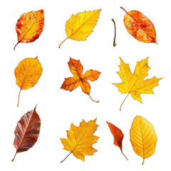 Autumnal Assortment Colorful Fall Leaves Collection on Transparent Background Design