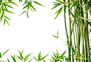 Fototapeta premium Vibrant green bamboo leaves & shoots border a pristine white background, composition, resource