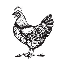 Fototapeta premium A Bold Chicken Silhouette Tribute to the Timeless Barnyard Queen