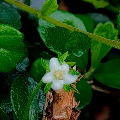 Ms. White flower 