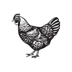 Fototapeta premium A Bold Chicken Silhouette Tribute to the Timeless Barnyard Queen