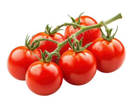Harvesting fresh red tomatoes stunning natural vibrant colors isolated on transparent background