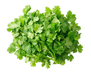 Fresh cilantro harvesting event farm plant aerial view isolated on transparent background