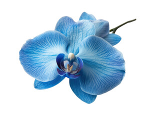 Captivating blue orchid flower garden bright environment isolated on transparent background © Luminara
