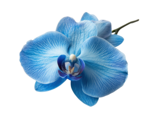 Captivating blue orchid flower garden bright environment isolated on transparent background