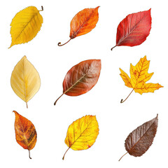 Obraz premium Nine Colorful Autumn Leaves with Detailed Veins Isolated on Transparent Background