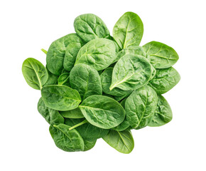 Fresh spinach leaves harvest farm field food natural isolated on transparent background