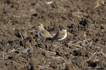 Pair of collared pratincoles. Glareola pratincola