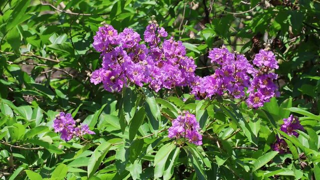 4k video of queen's flower.Queen flower is native to South East Asia where it is referred to as banaba.this clip was taken from Bangladesh.