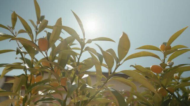 A rotating shot of a Kumquat tree with orange fruit on a bautiful and bright Summer day with the Sun causing some lens flare