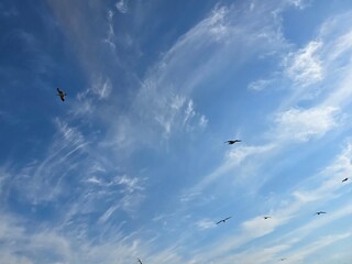 Flock of seagulls flying under wispy clouds in clear blue sky above the coastline