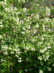 (Viburnum opulus) Guelder-rose 'Roseum' or snowball shrub( Viburnum opulus) as ornamental hedgerow adorned of white flowers balls-like and three-lobed green leaves on arching stems