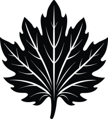 chicory leaf silhouette vector icon on white 