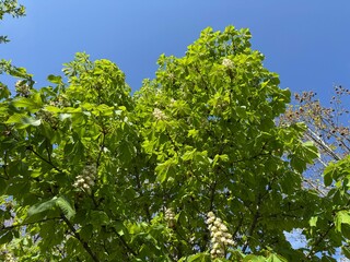 White flowers of the horse chestnut tree. Showy white flowers bloom in spring on the branches of the Aesculus hippocastanum tree. European horsechestnut, buckeye, conker tree. Family Fagaceae.

