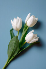 Fototapeta premium White Tulips on a Blue Background