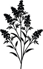 early goldenrod silhouette vector on white 