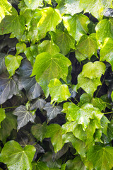 Wall with green plants hanging from vines in an abandoned building. Concept: Plants, nature, green plants, gardening.