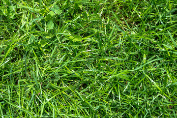 Photograph texture green grass garden area. Concept: Gardening, garden, plants.