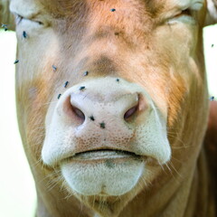 Close-up detail of cow muzzle covered by annoying flies. Funny animal photo. 