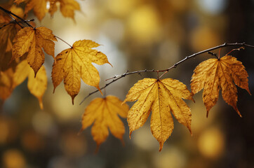 Golden Autumn Leaves Nature's Exquisite Fall Colors