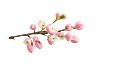 Fototapeta premium Delicate Flowering Quince Branch Blooming On Black Background Beautiful Spring Image