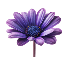 Vibrant purple flower bloom bright nature isolated on transparent background