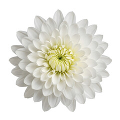 Top view of white chrysanthemum flower isolated on transparent background, png image
