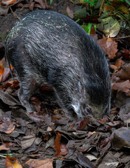 Visayan Warty Pig (Sus cebifrons) Searching for Food