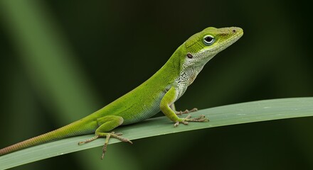 Fototapeta premium Green Lizard on Leaf