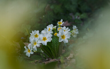 Gefühl und Frühling sanfte Farben jedes Jahr wieder