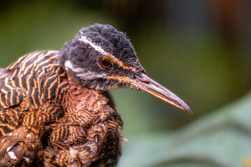 Portrait of a Sunbittern Bird (Eurypyga helias)