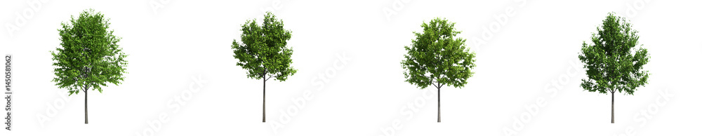Poster four leafy trees with slender trunks displayed in a row.