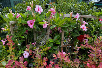 A vibrant cluster of pink tropical flowers with lush green leaves is growing on a wooden trellis...