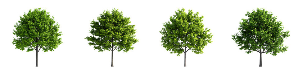 Obraz premium Four lush green trees with full leafy canopies and slender trunks, evenly spaced in a row.