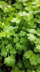 beautiful coriander plants