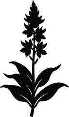 lousewort flower silhouette vector on white 