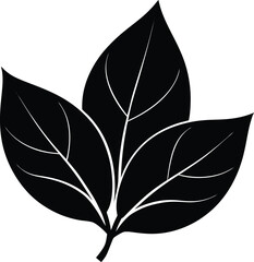 magnolia leaf silhouette vector on white  © Chandro Protap Ray 