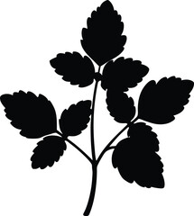 marjoram leaf silhouette vector on white 