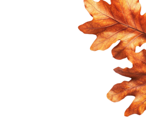 Autumn leaves falling nature aesthetic mood isolated on transparent background