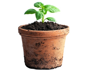Growing fresh basil plant in terracotta pot gardening natural environment isolated on transparent background