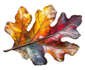 Vibrant autumn leaf nature gallery decorative piece colorful display view isolated on transparent background