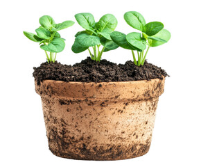 Growing fresh herbs in a pot home garden plant care environment isolated on transparent background