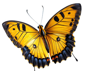 Colorful butterfly display nature wildlife beauty isolated on transparent background